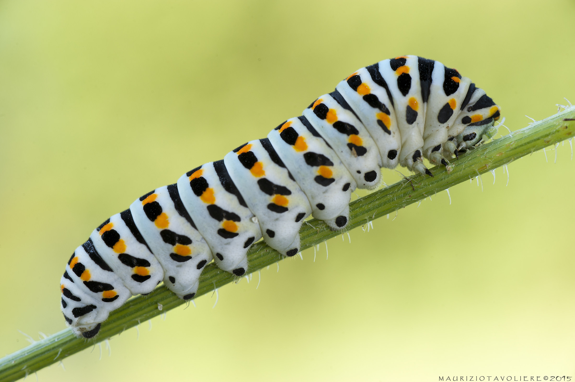 Caterpillar of Papilio machaon Linnaeus, 1758