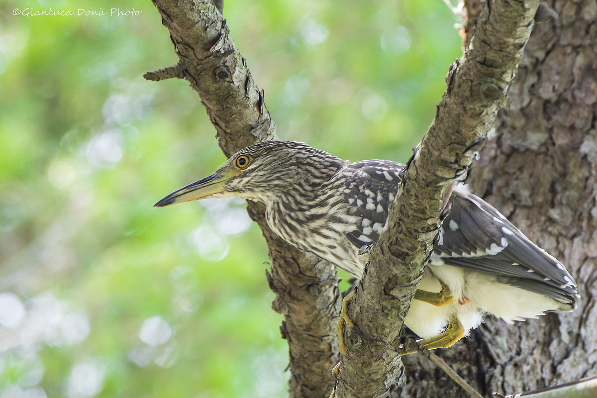 Young Night Heron