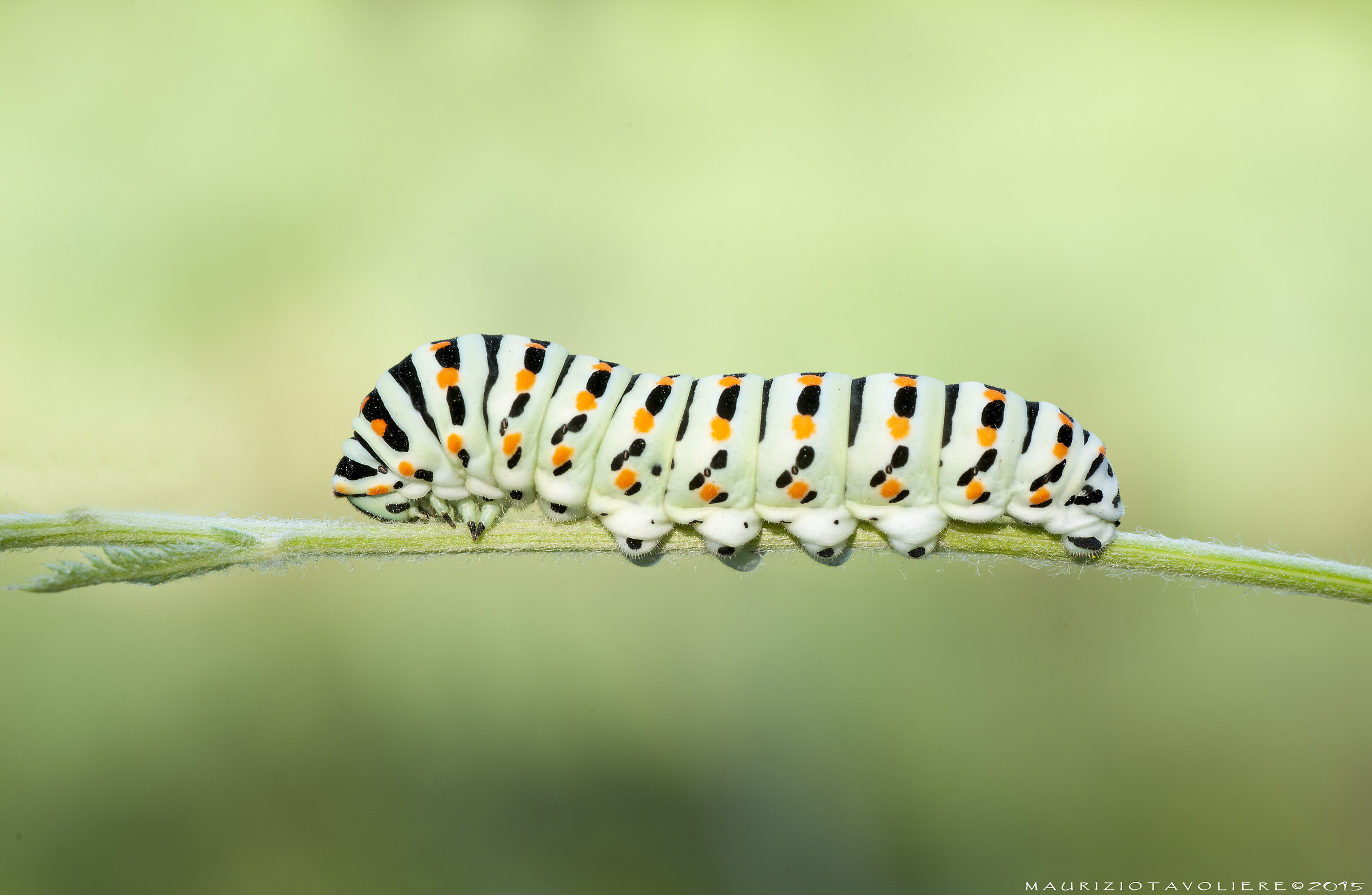 Caterpillar of Papilio machaon Linnaeus, 1758