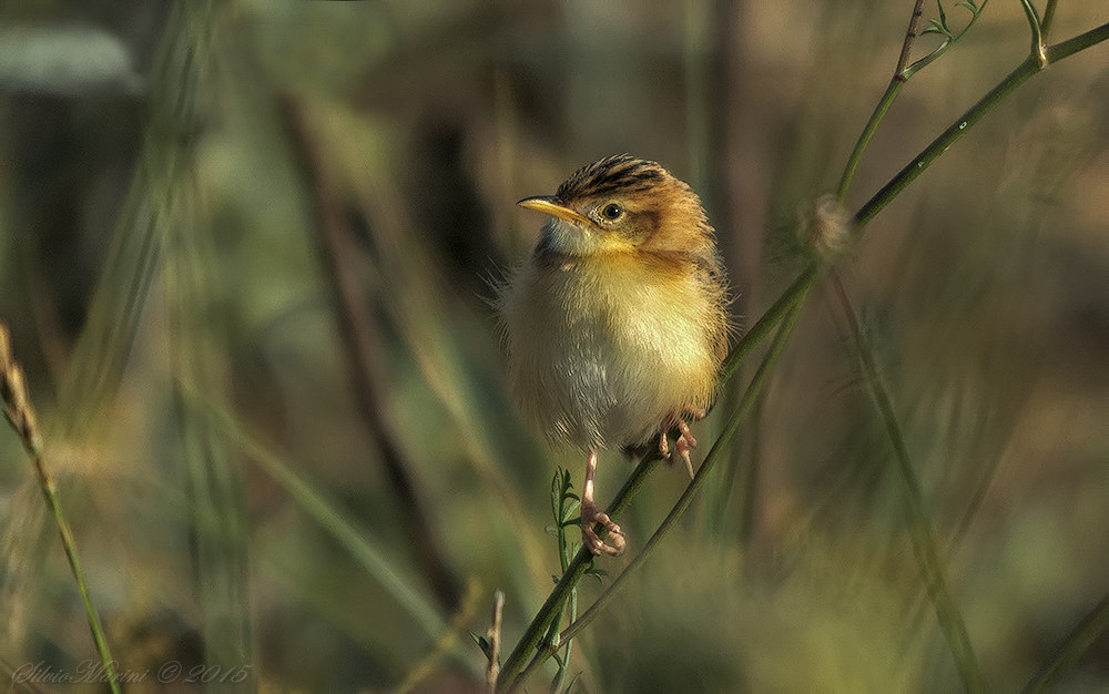 Beccamoschino (Cisticola juncidis)