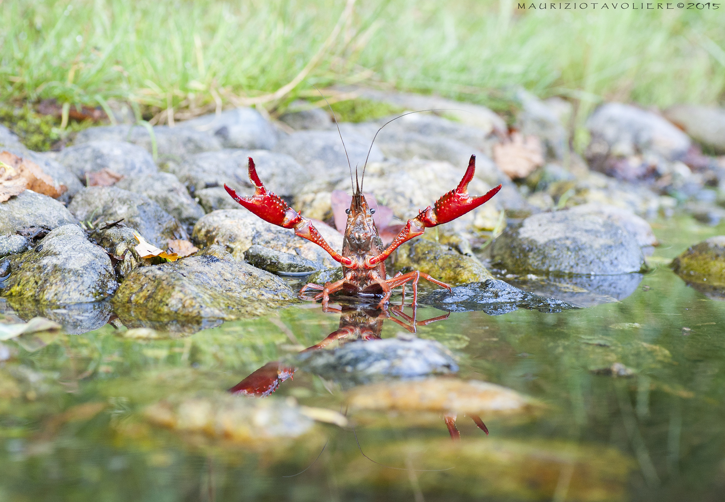 e' qui la festaaaa ??