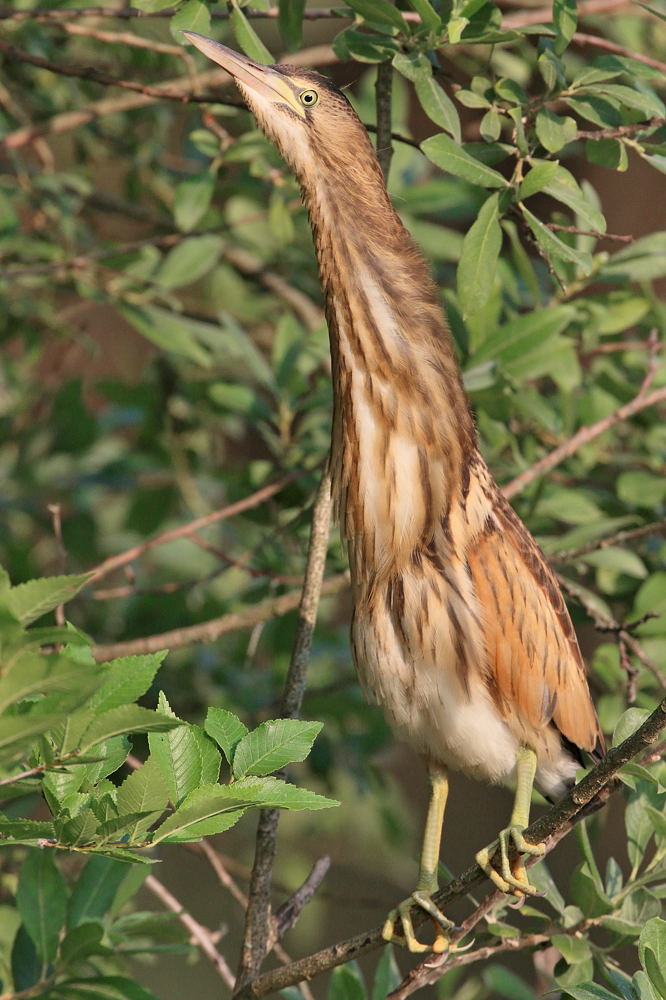 Bittern