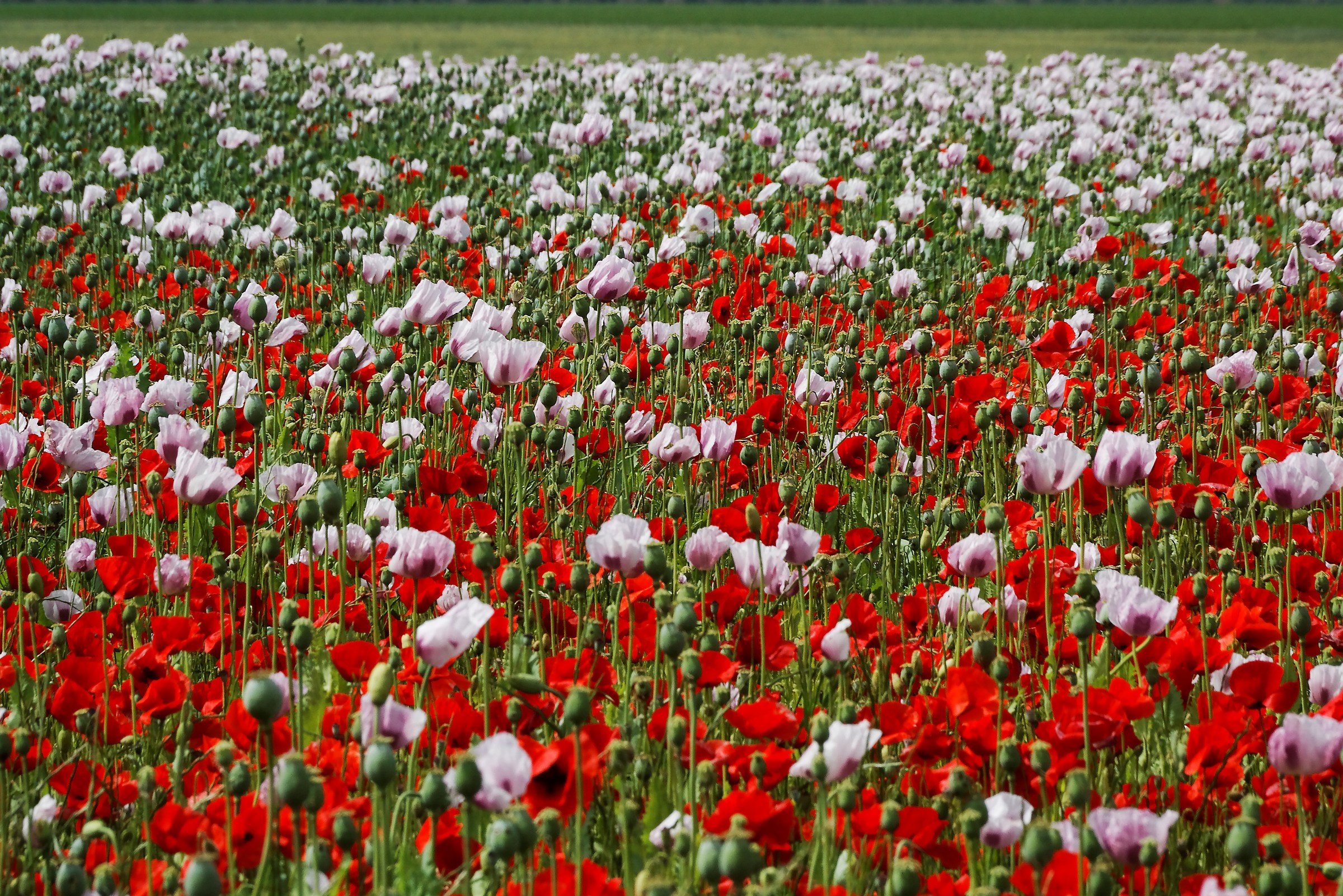 Arcos de la Frontera