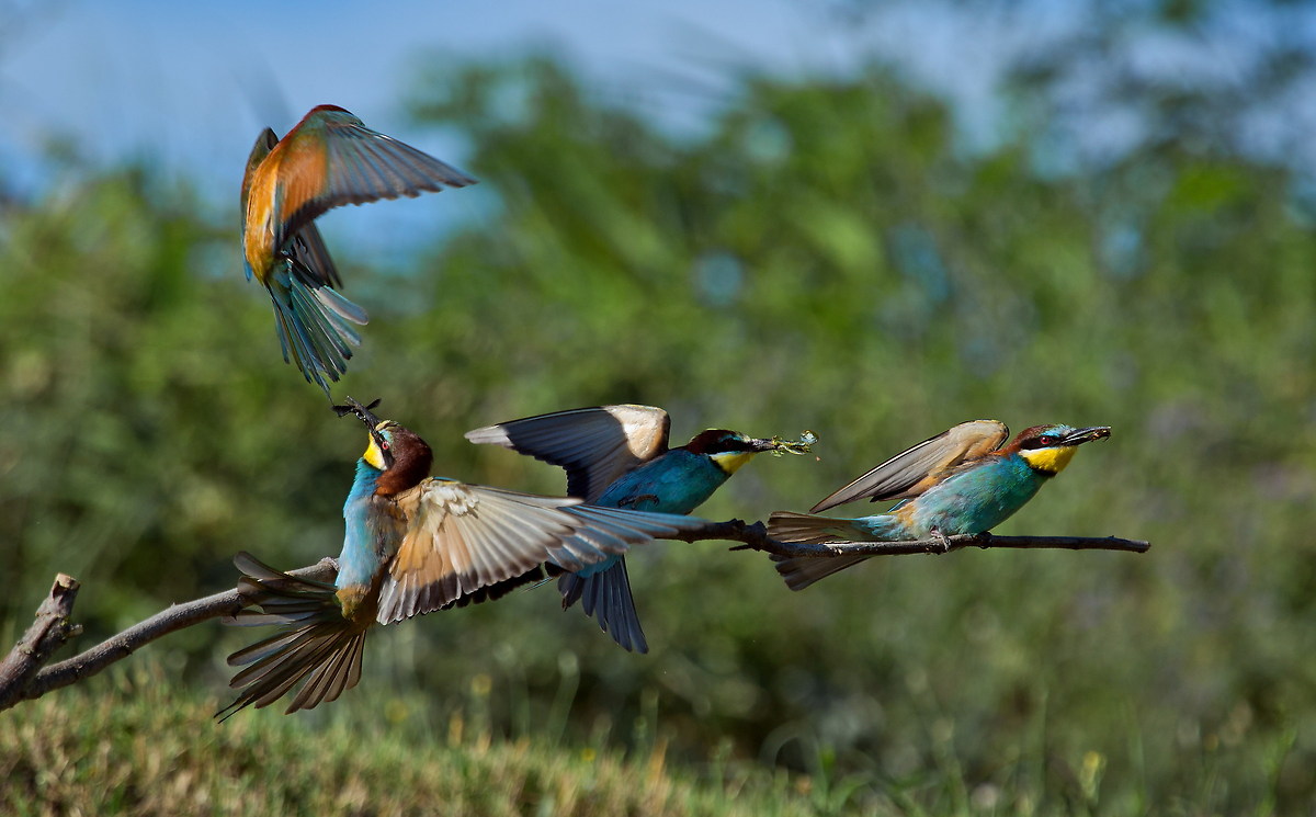 Bee-eaters