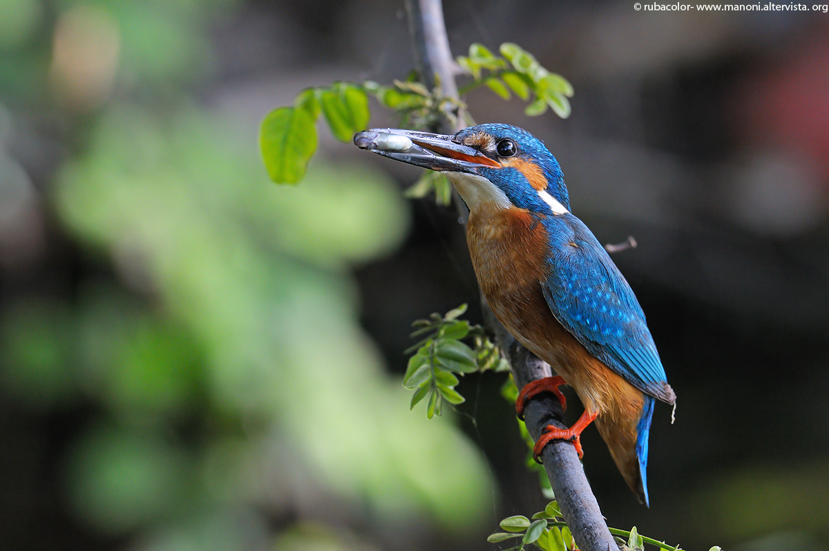 The return of the martino