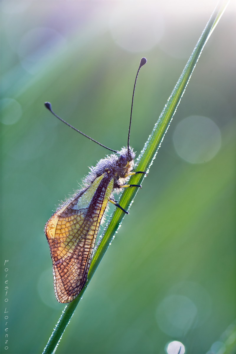 To infinity and beyond (Libelloides coccajus)