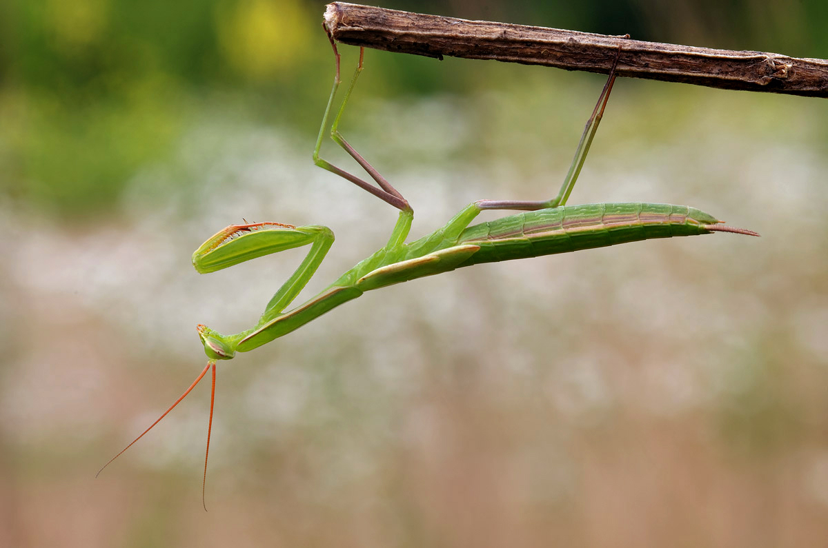 Praying mantis