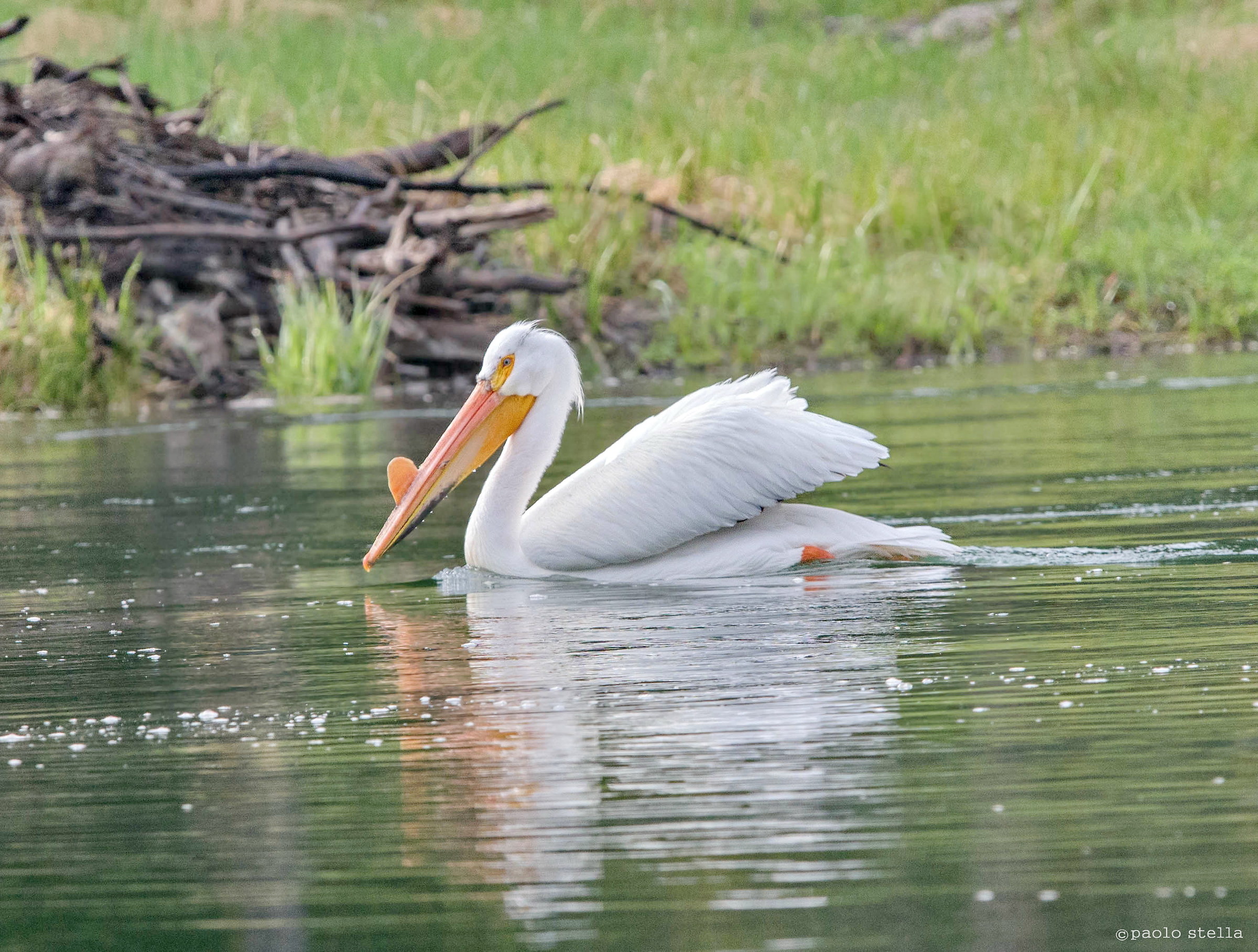 American white pelican (Pelecanus erythrorhynchos)