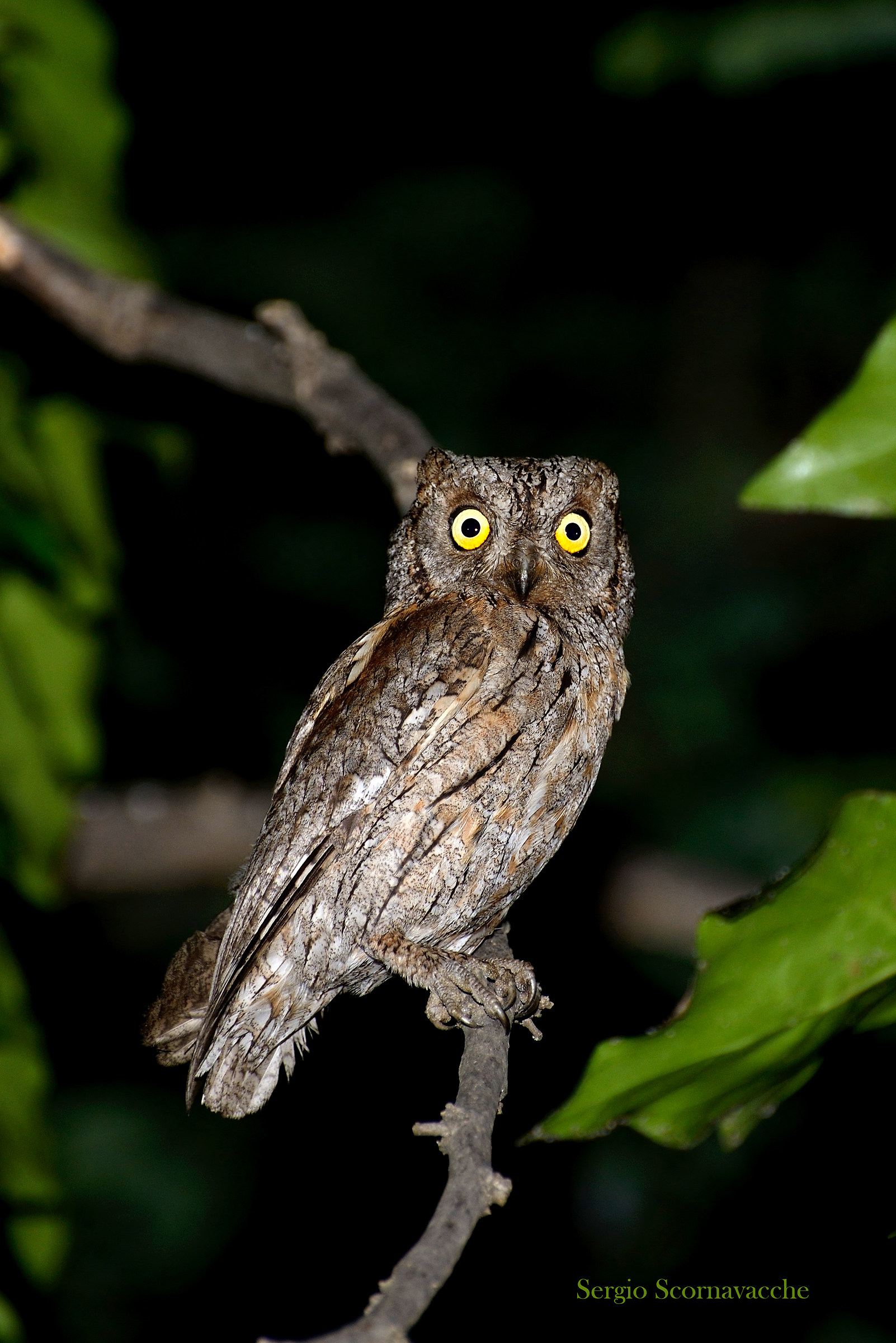 An owl in the garden