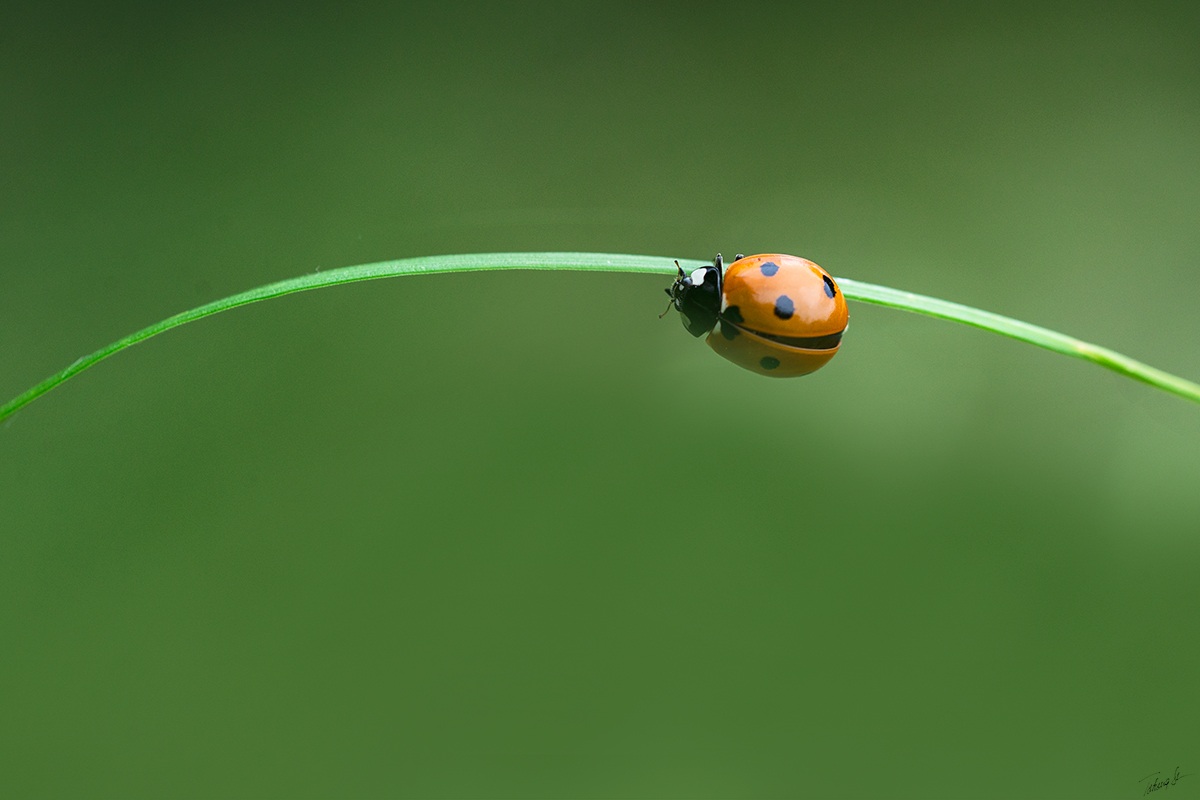 hanging by a thread ....