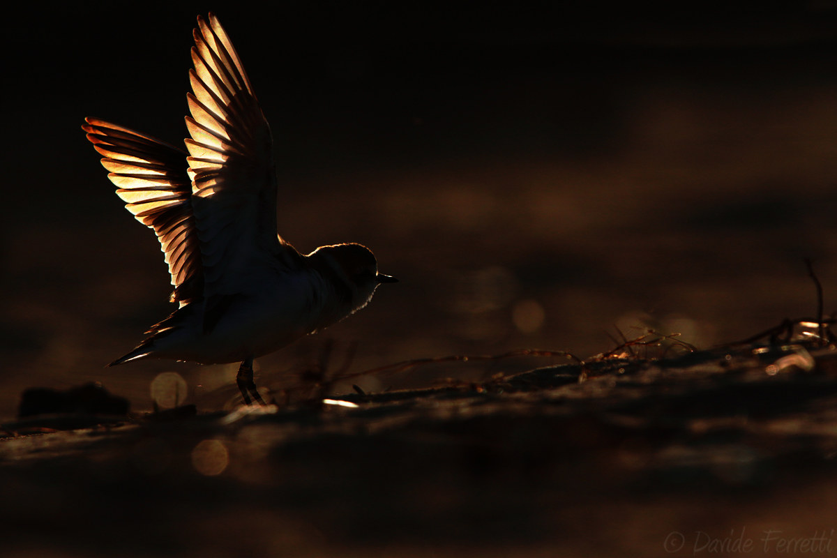 Mallards at sunset (Kentish plover)
