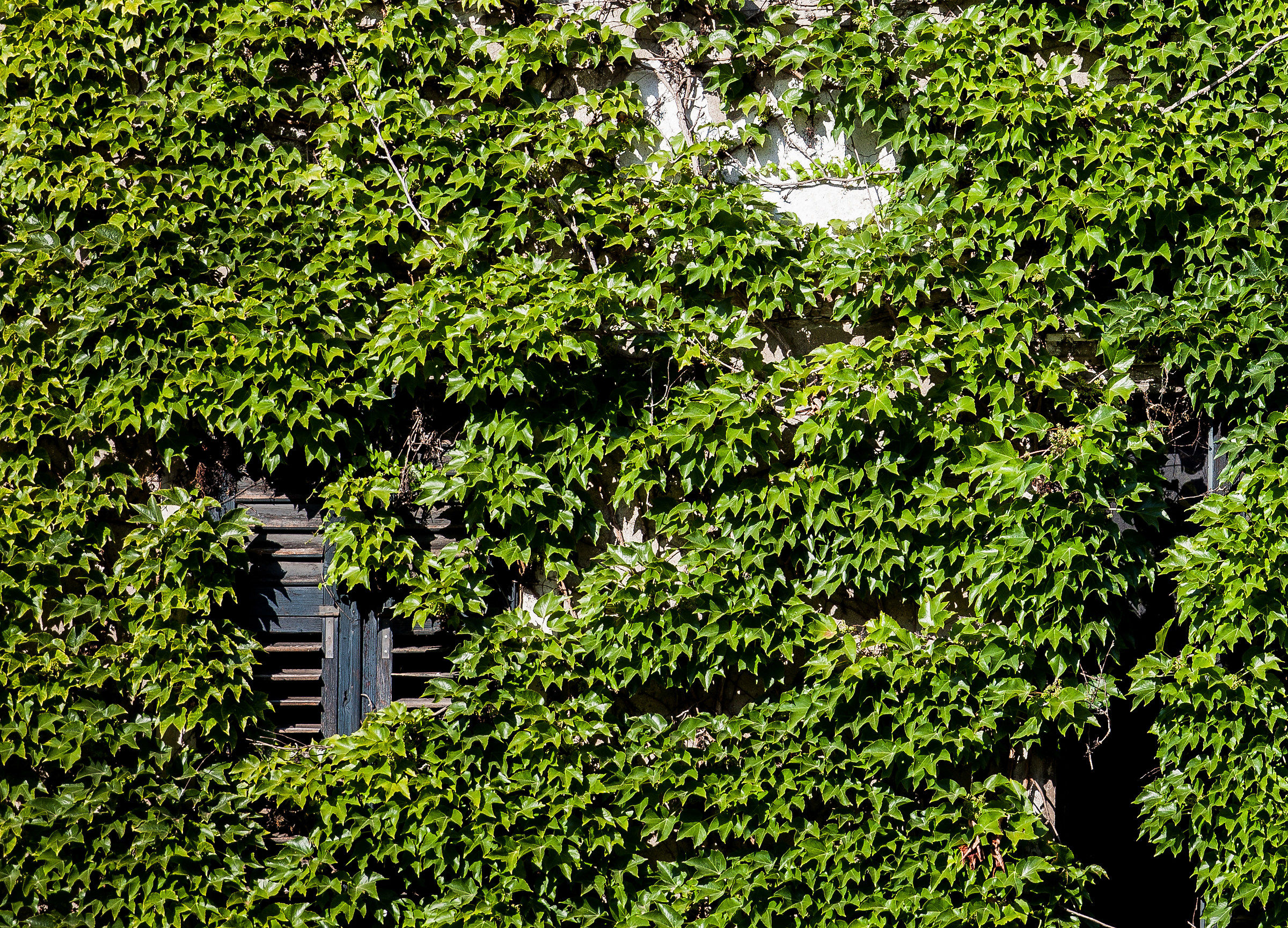 la natura si riprende gli spazi