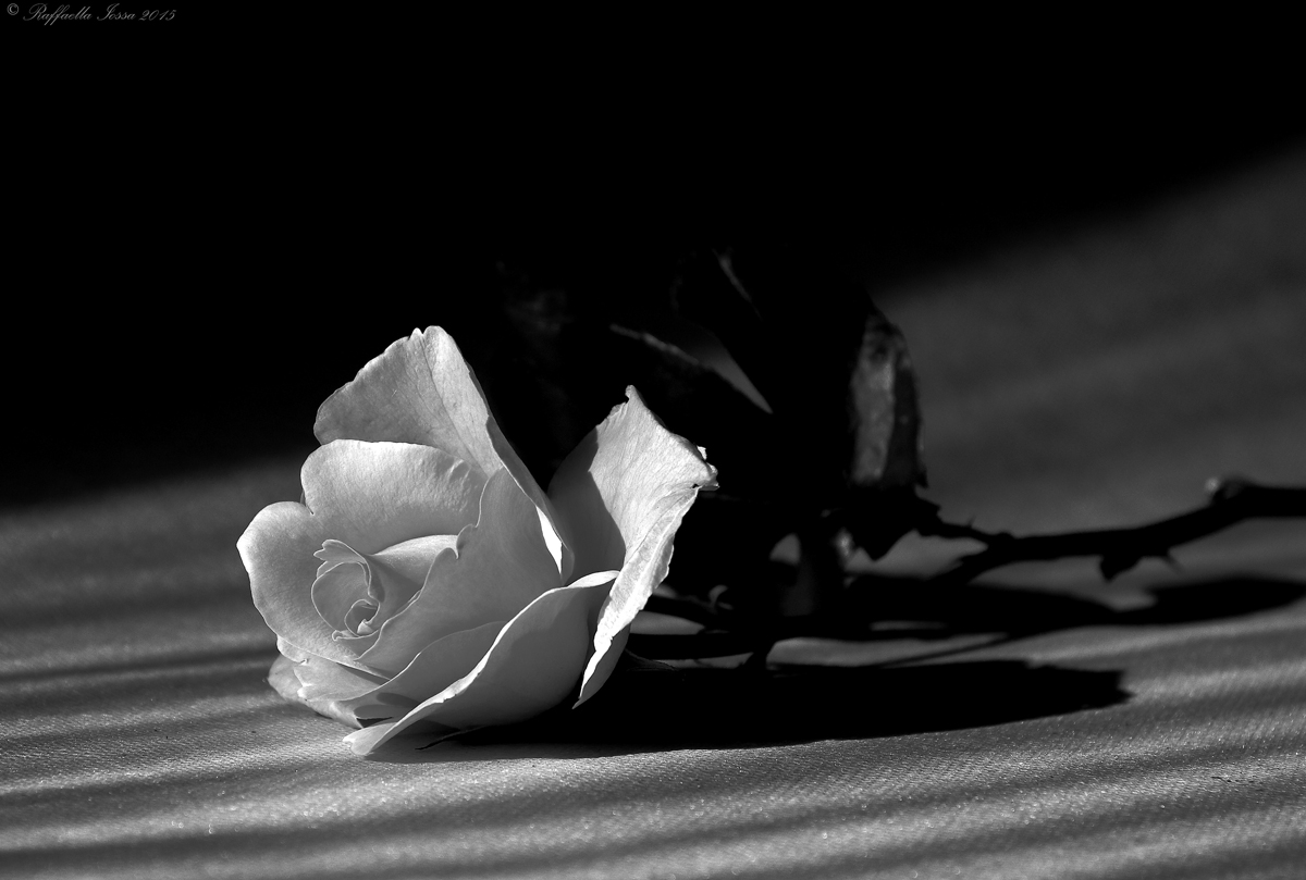 a rose in black and white
