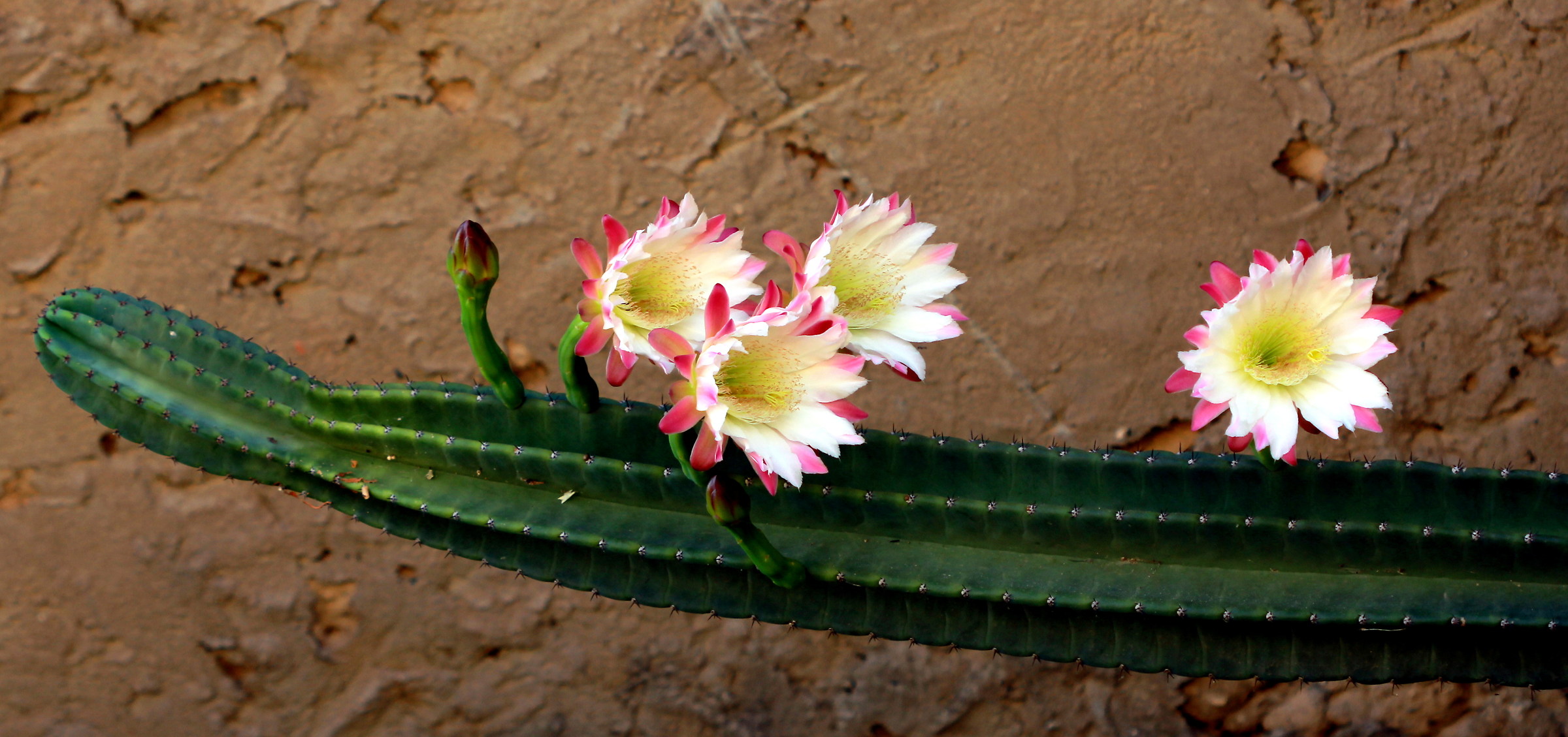 The beauty does not last long