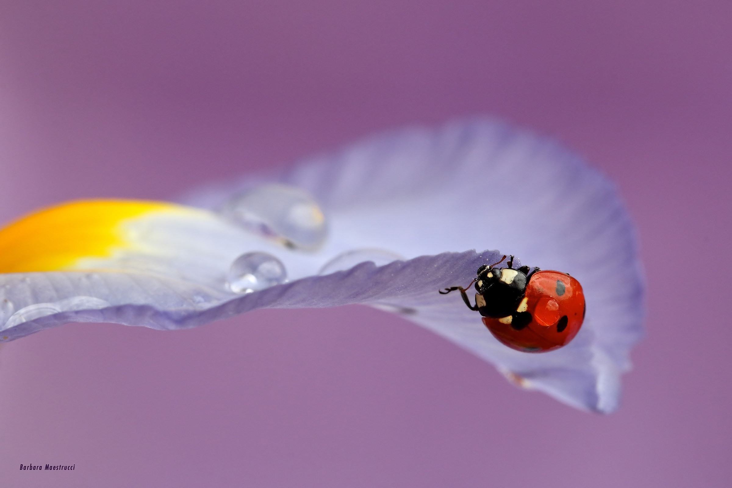 Light as a feather ...