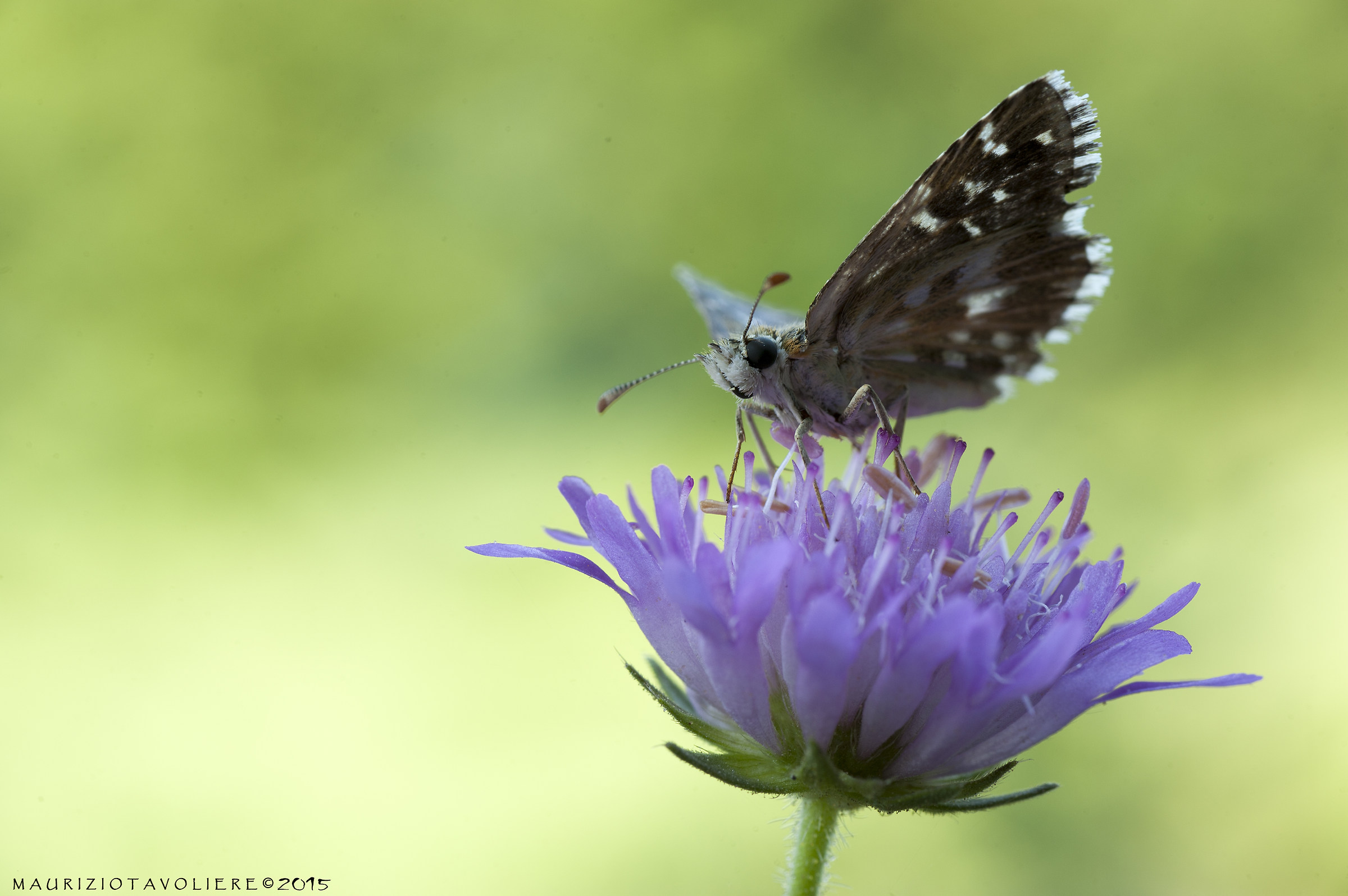 Hesperiidae pyrginae (?)