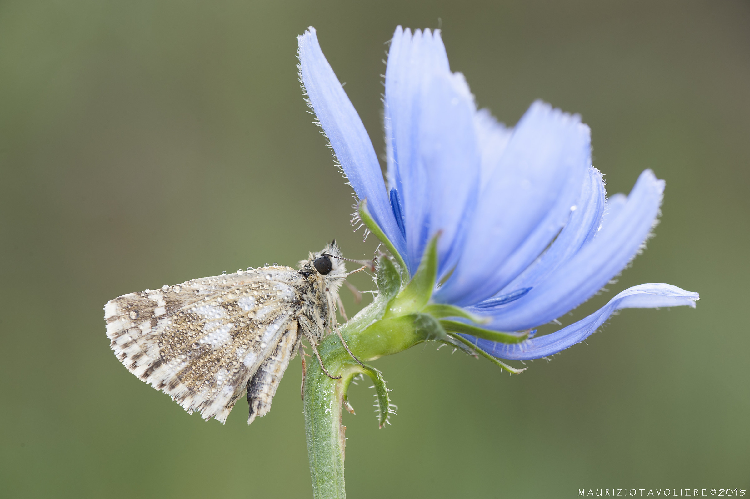 Hesperiidae pyrginae (?)