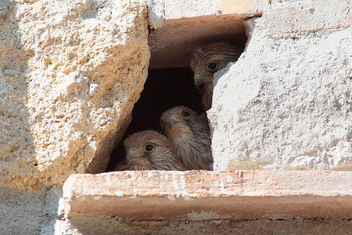 The newborns lesser kestrel