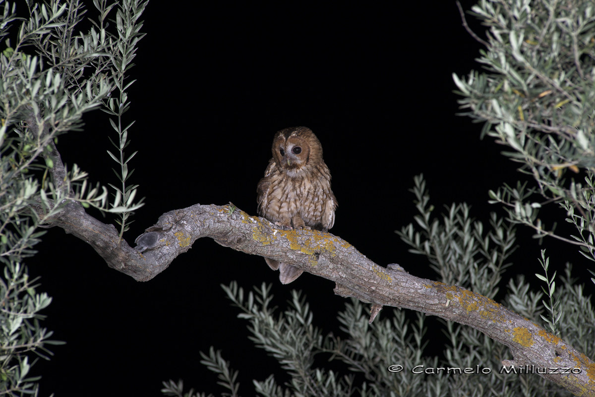 My friend Allocco _Strix aluco_