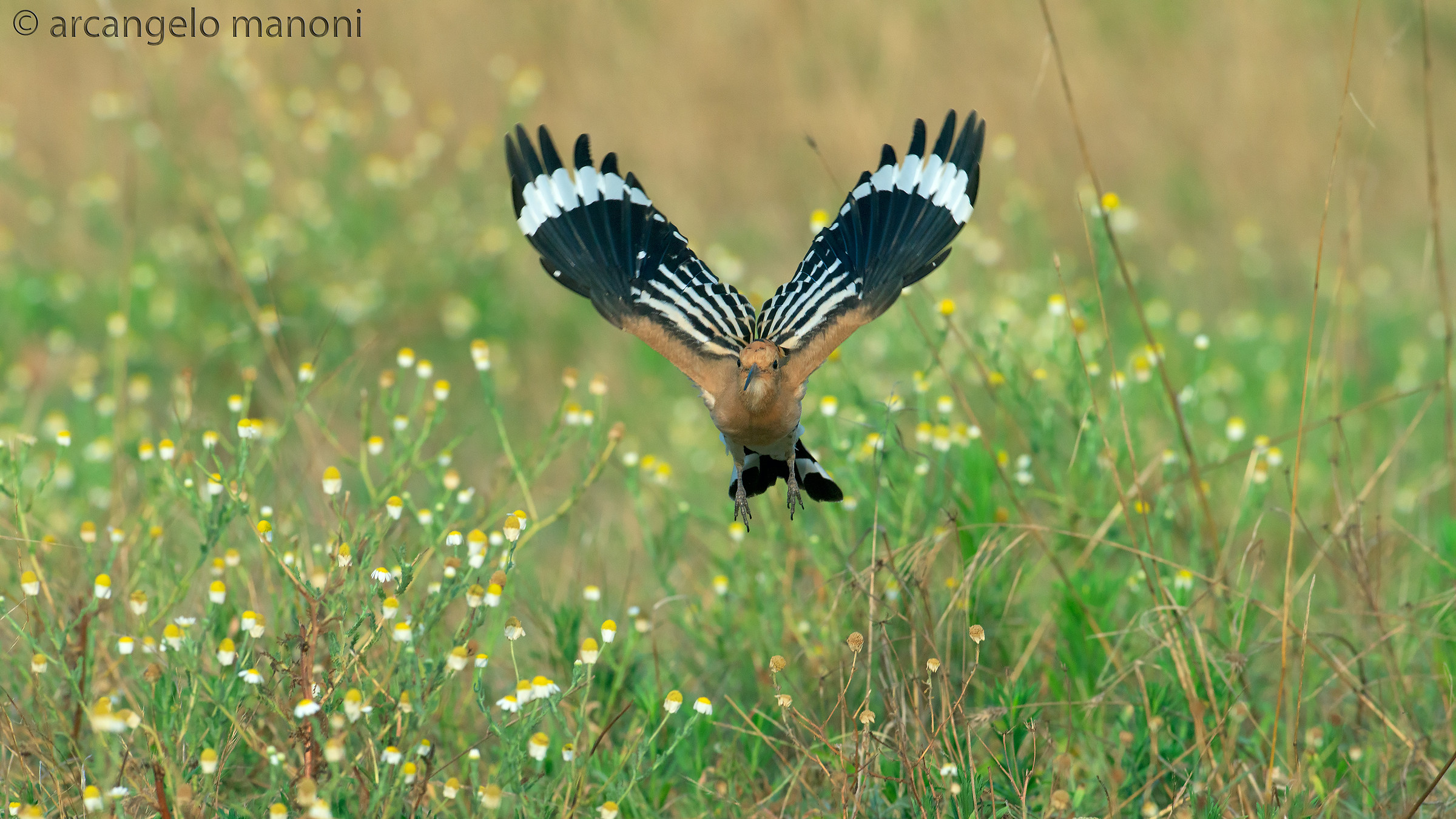 Hoopoe: flight