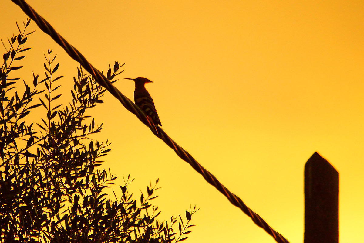 Hoopoe at sunset