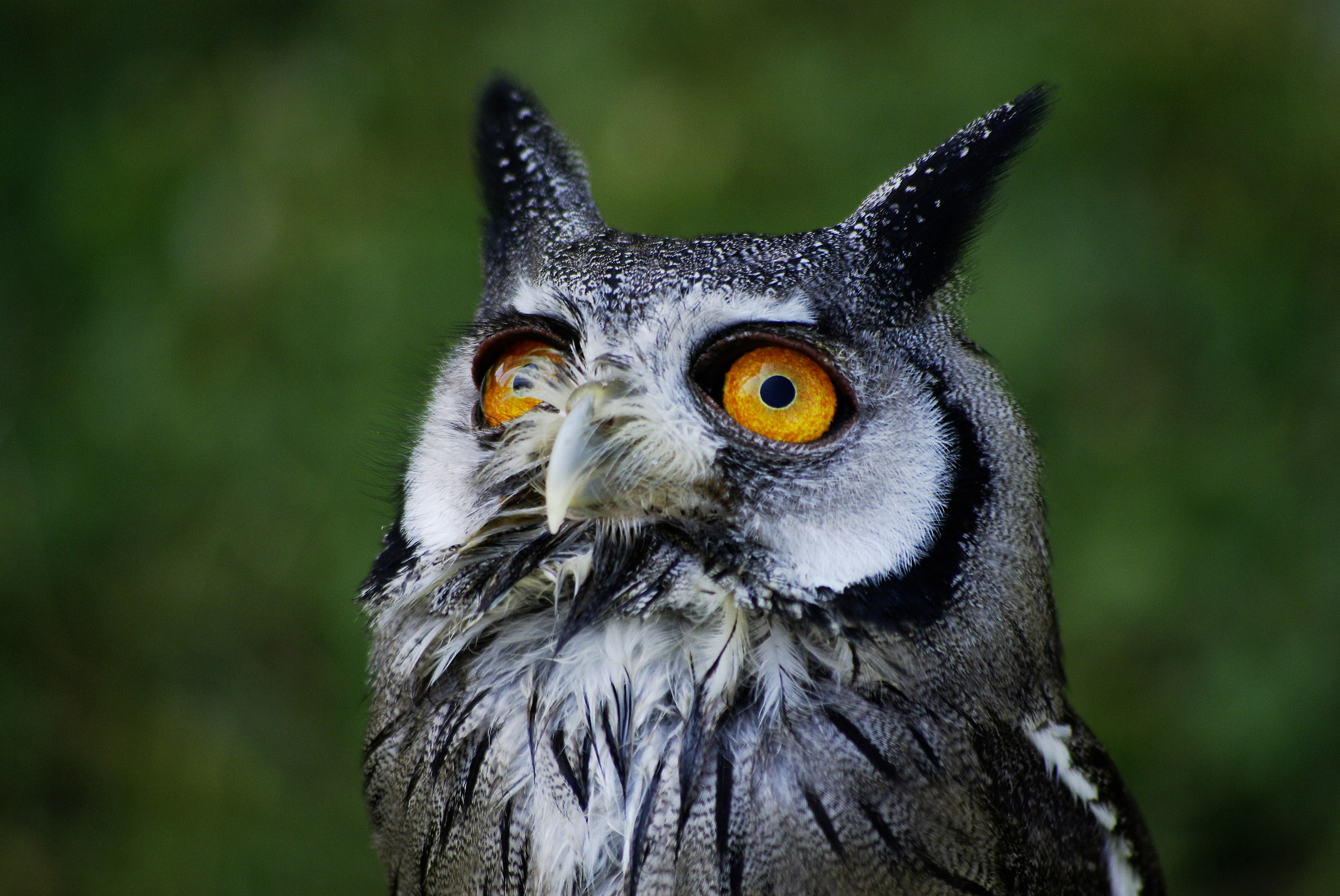 Scops owl (Otus scops owl)