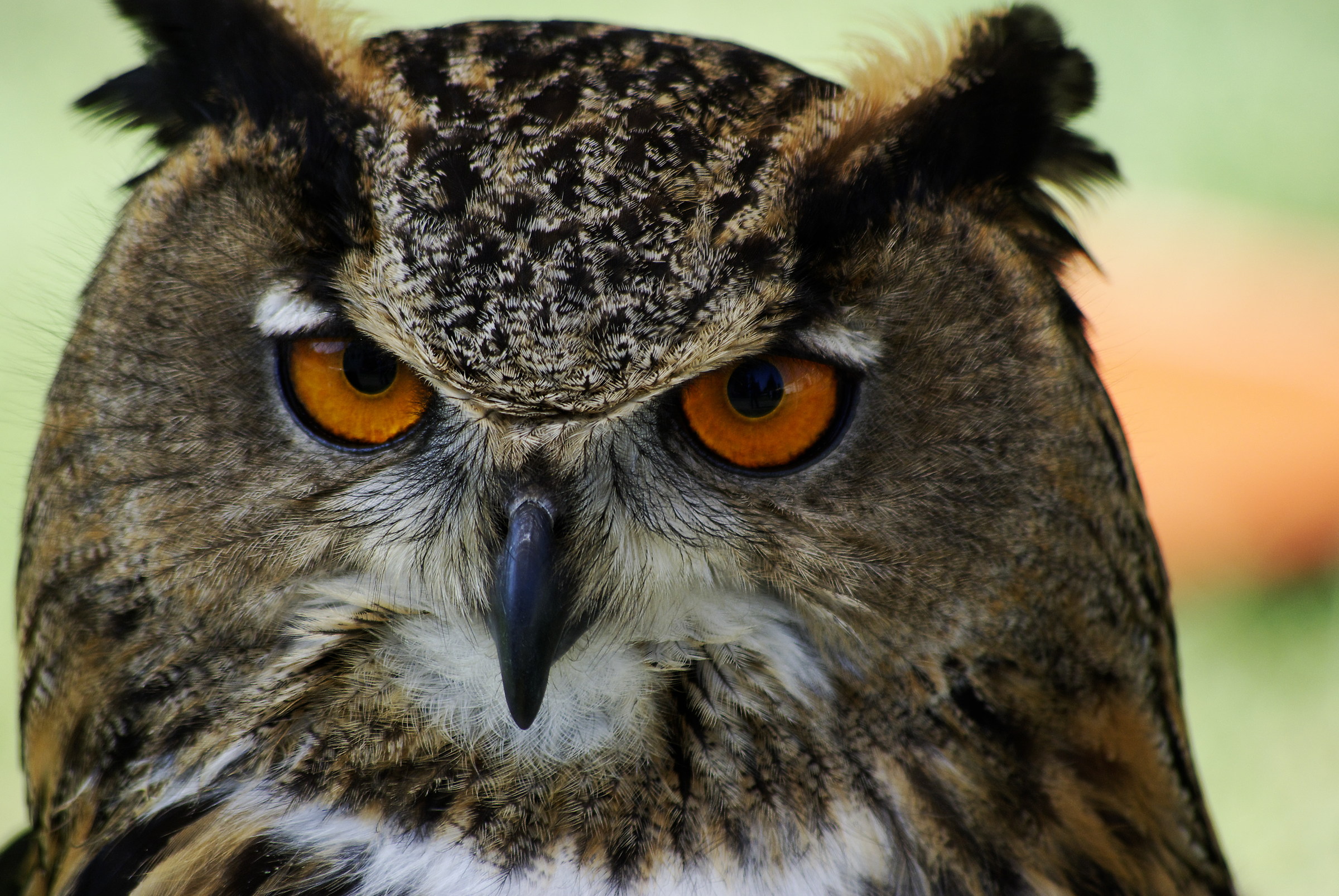 Eagle Owl (Bubo Bubo)