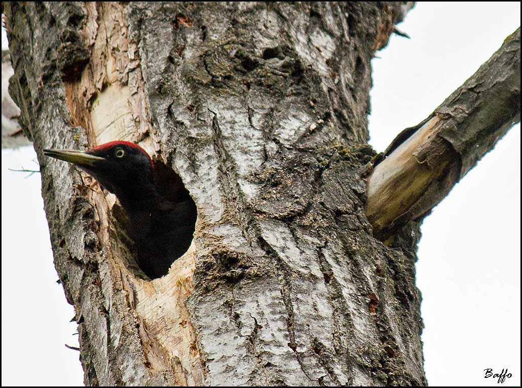 Picchio nero.