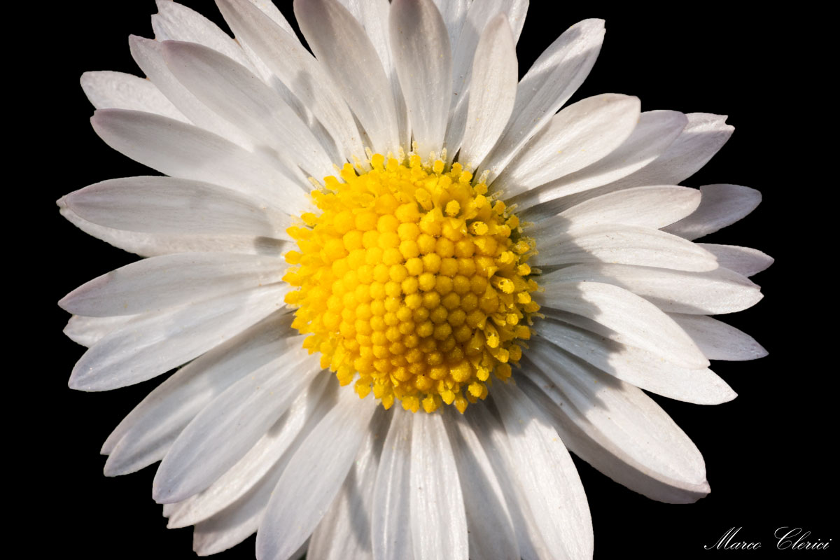 Margherita Fotomodella