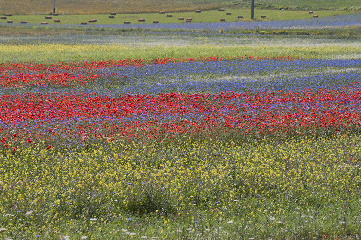 castelluccio Impressionist without editing