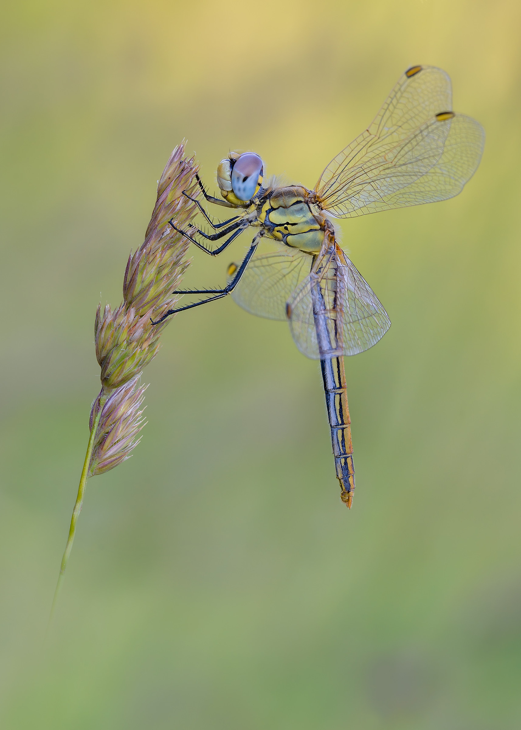 Sympetrum fonscolombii