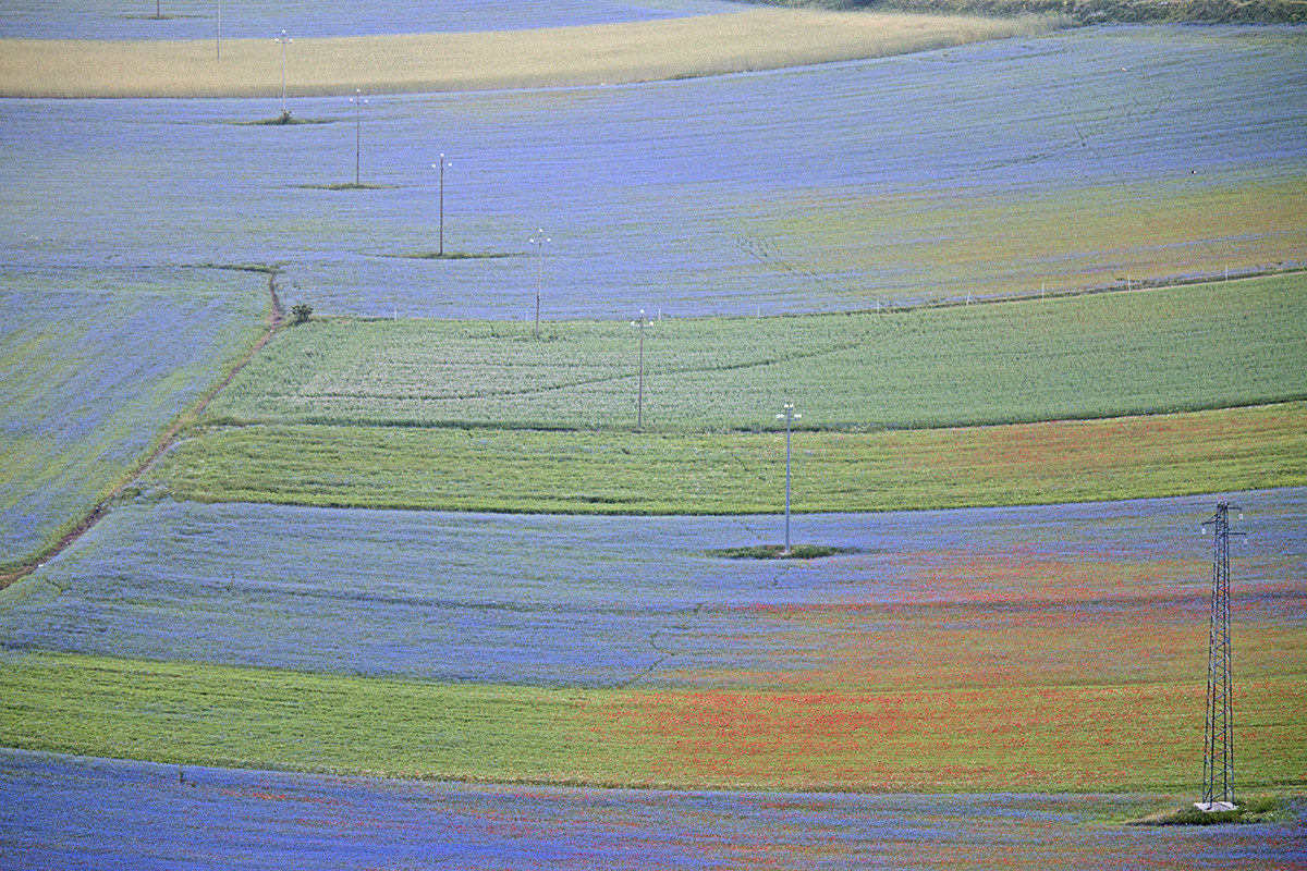 diagonal on the bloomed