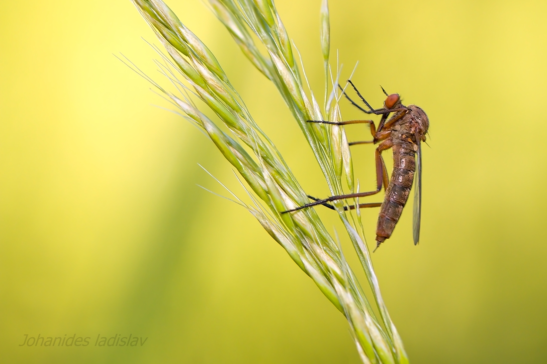 Empis.sp