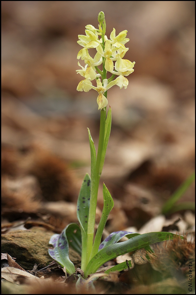 Orchis Provincialis