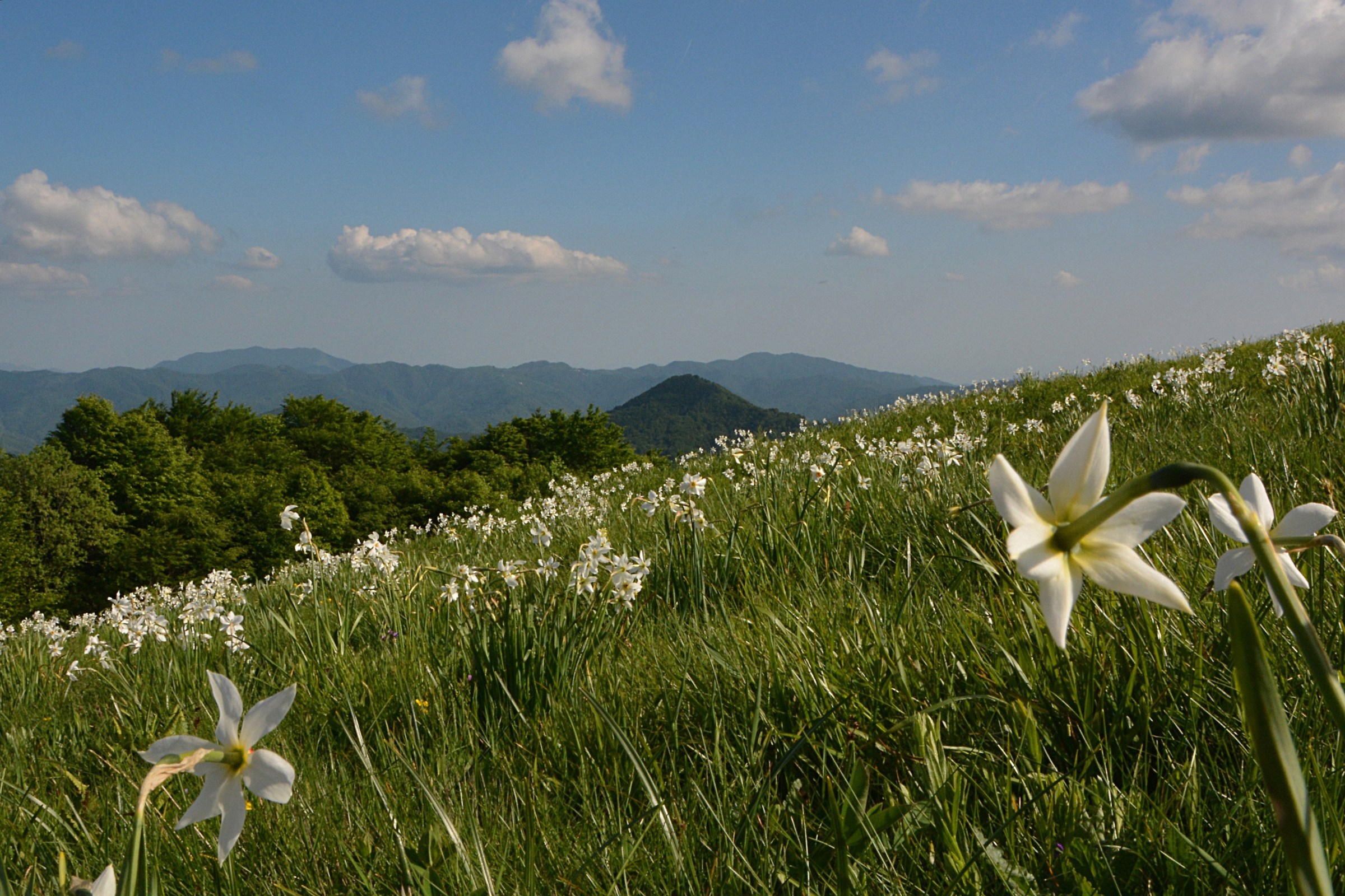 Narcisi sul monte Antola