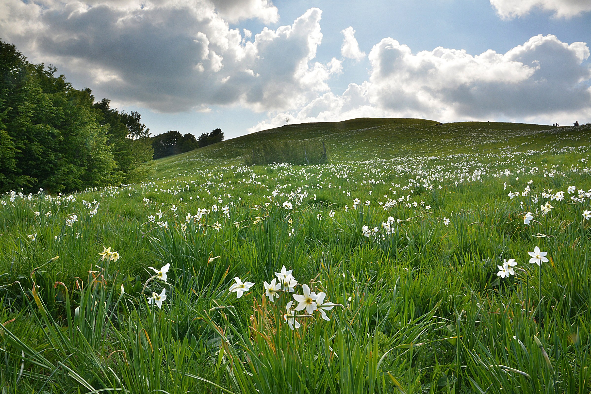 Narcisi sul monte Antola 3