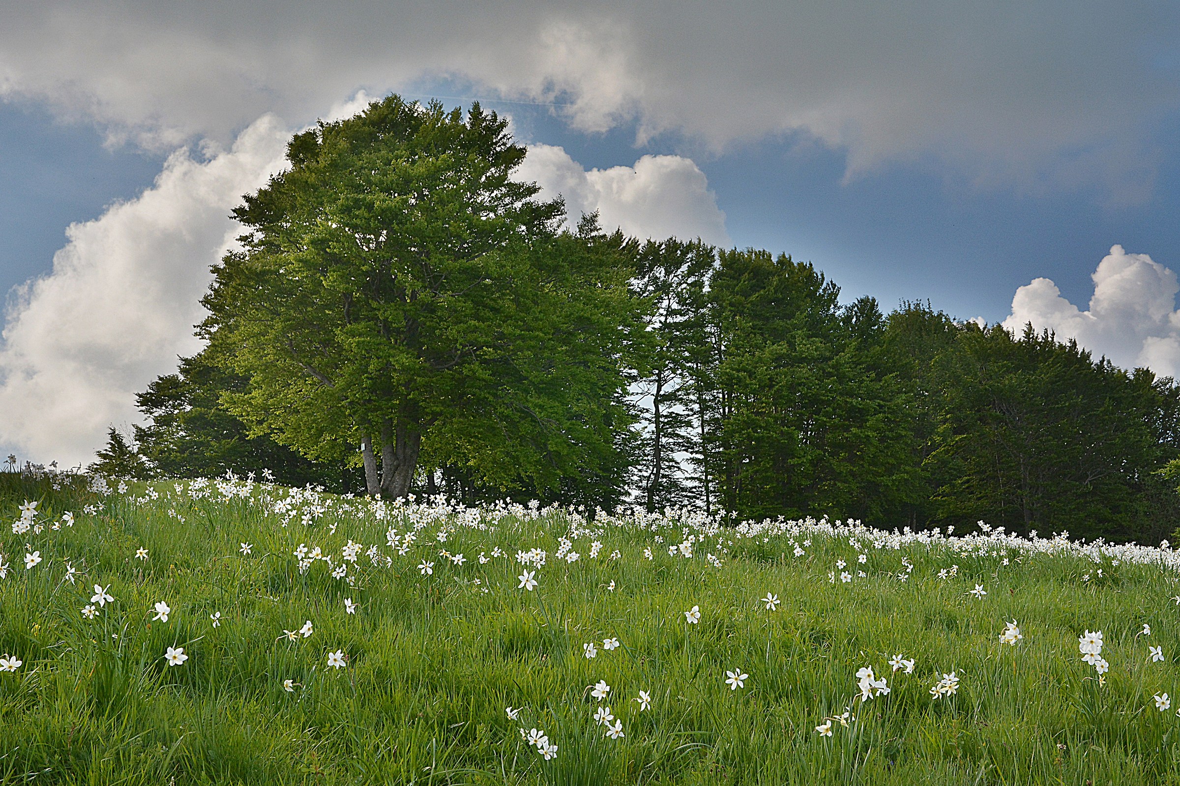 Narcisi sul monte Antola 2