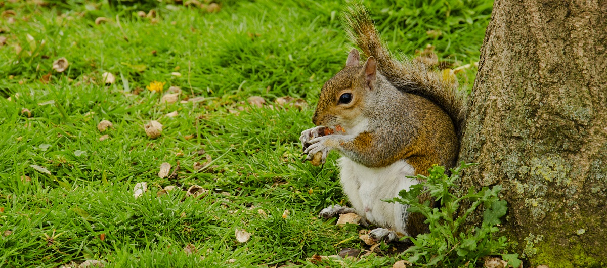 Squirrel in Queen's Garden