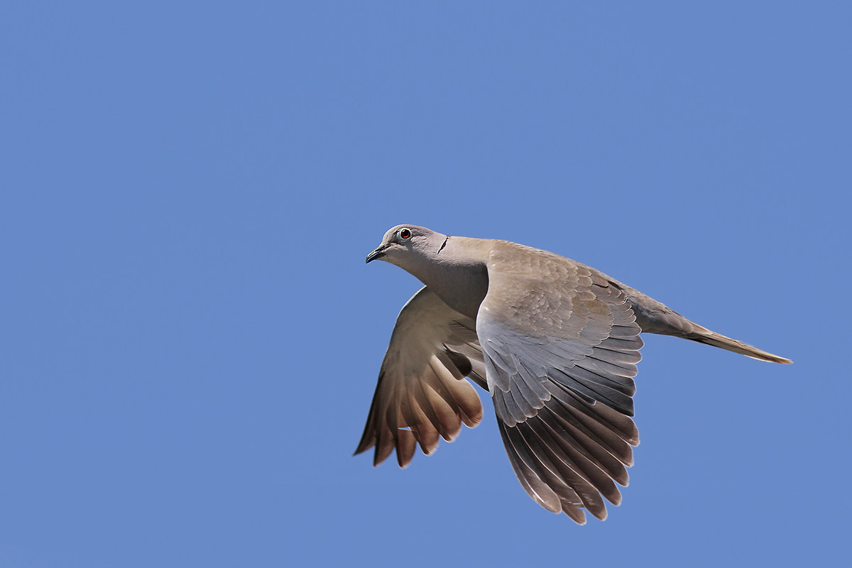 Tortora dal collare orientale