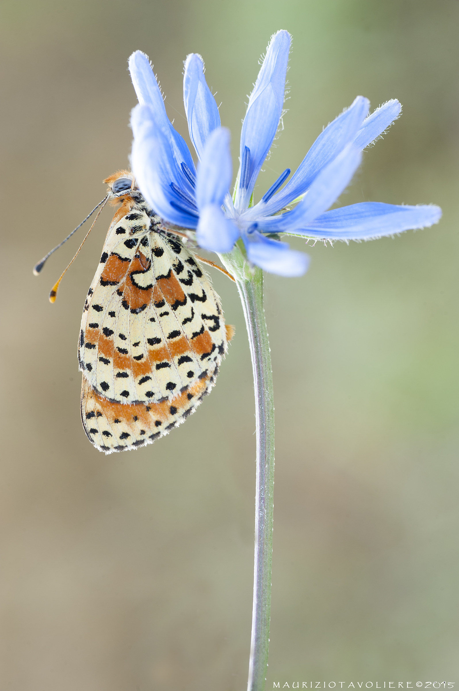 Melitaea didyma (Esper, 1779)