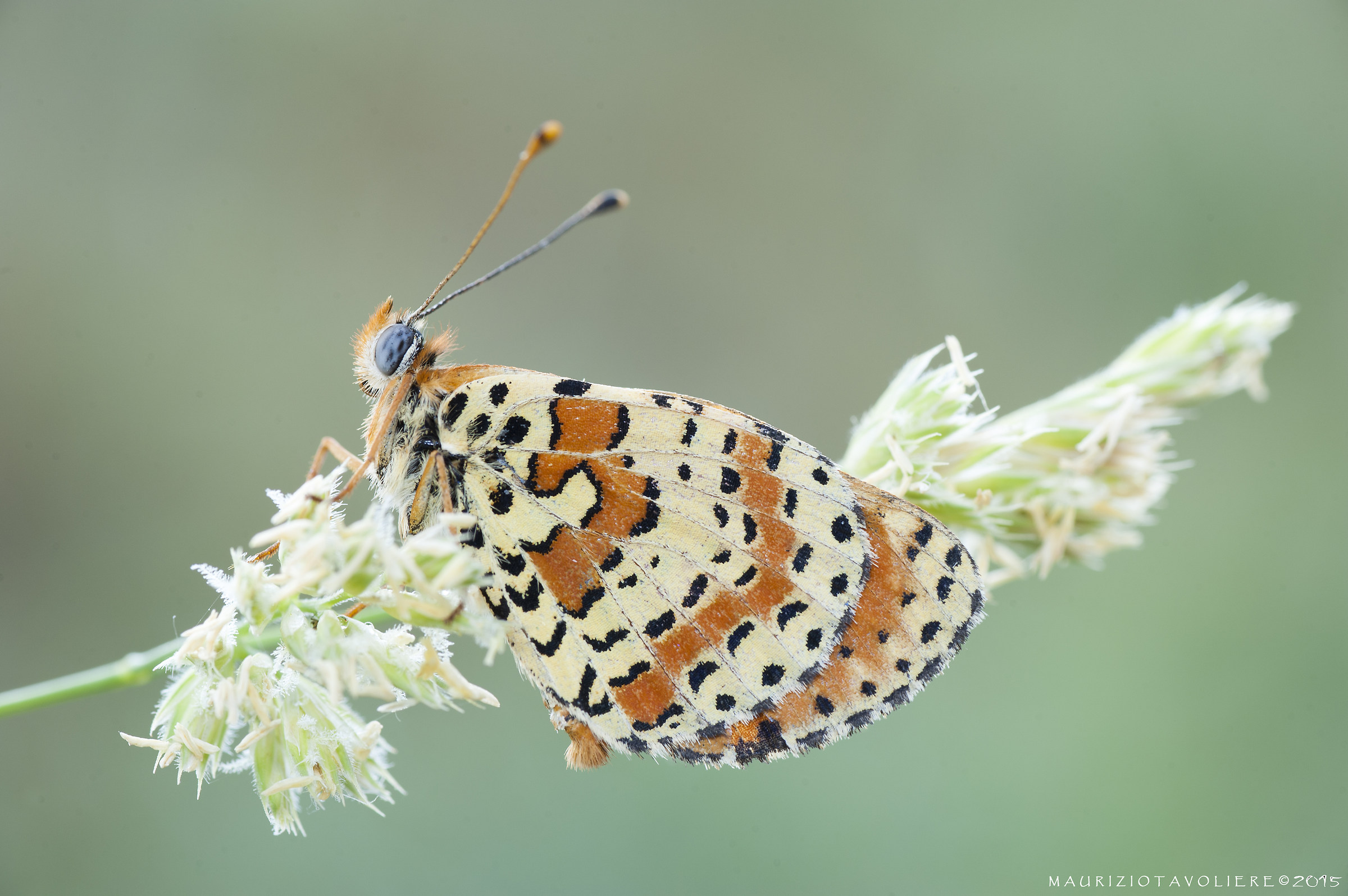 Melitaea didyma (Esper, 1779)
