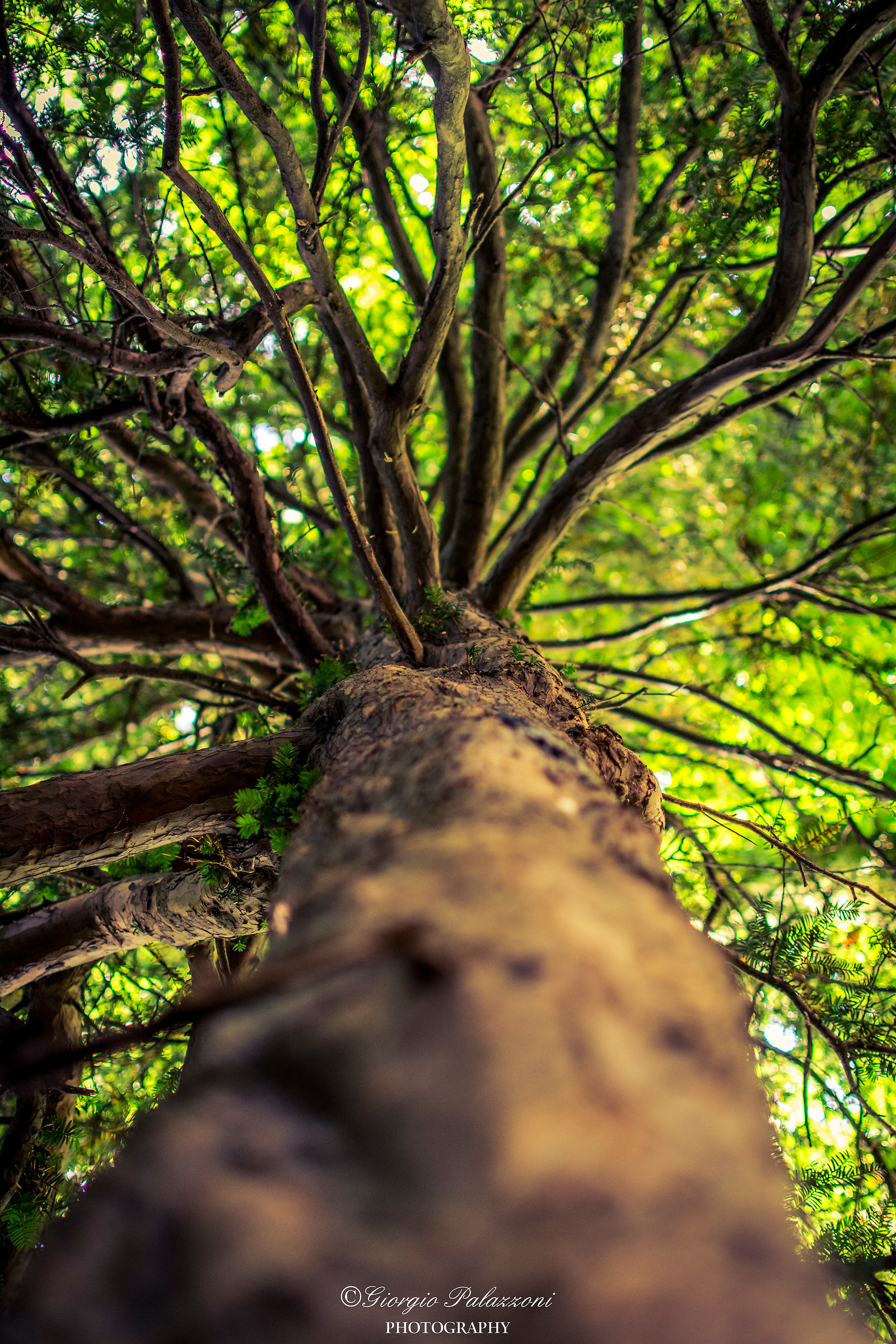 L'albero della vita.