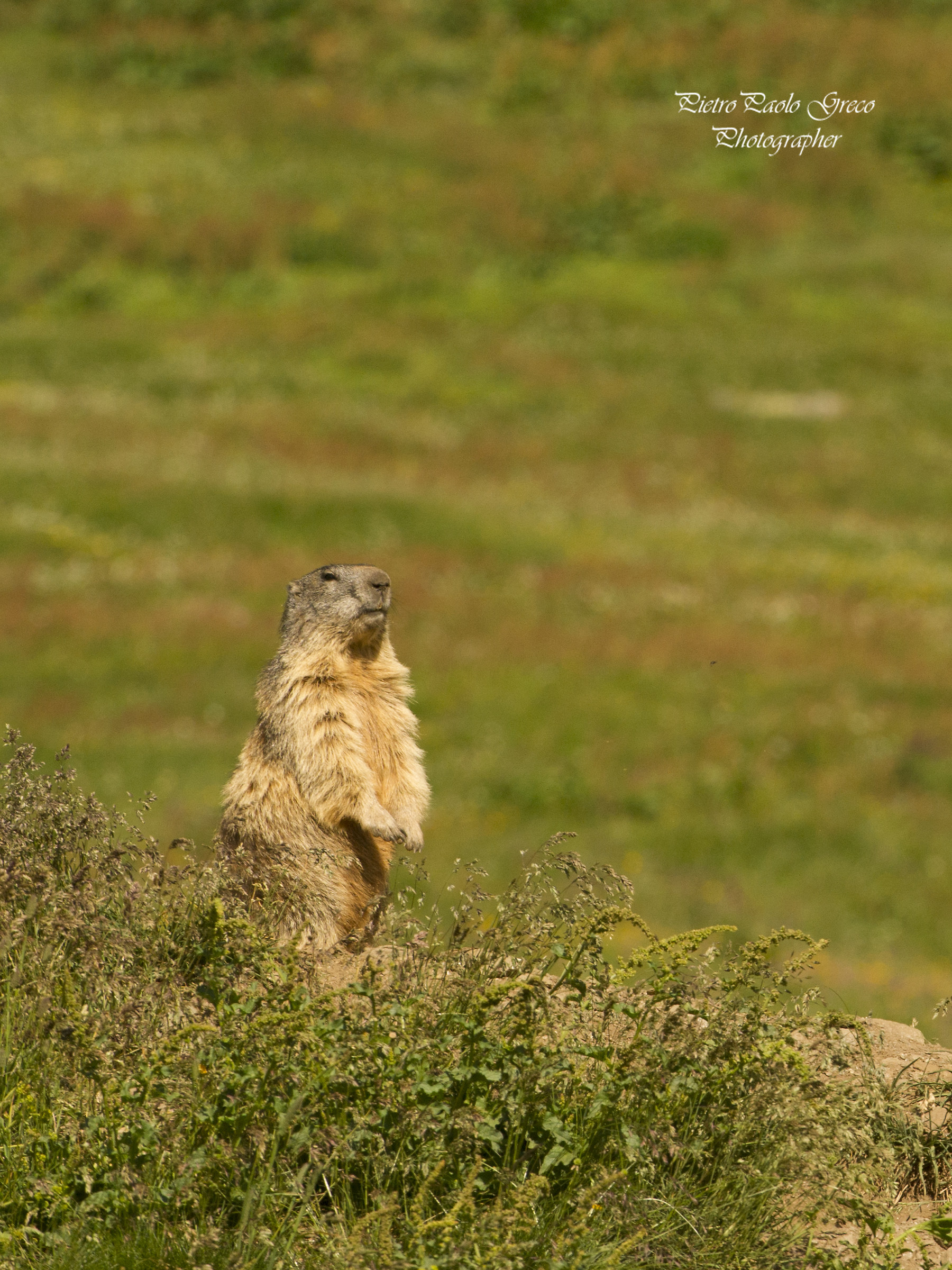 Marmot
