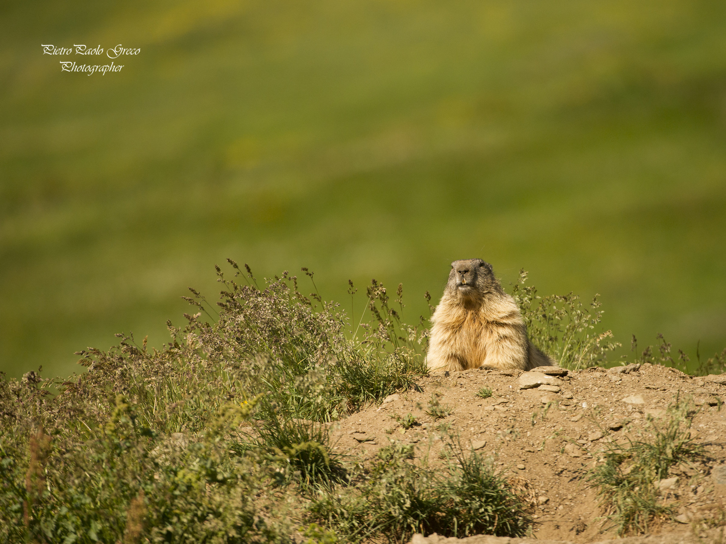 Marmot