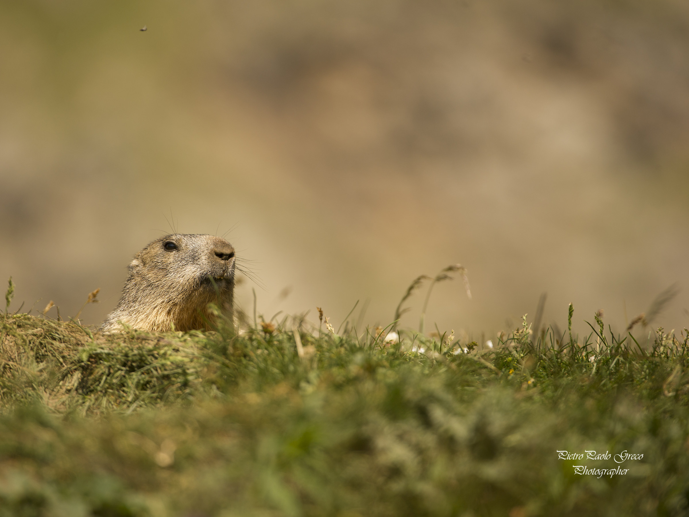 Marmot