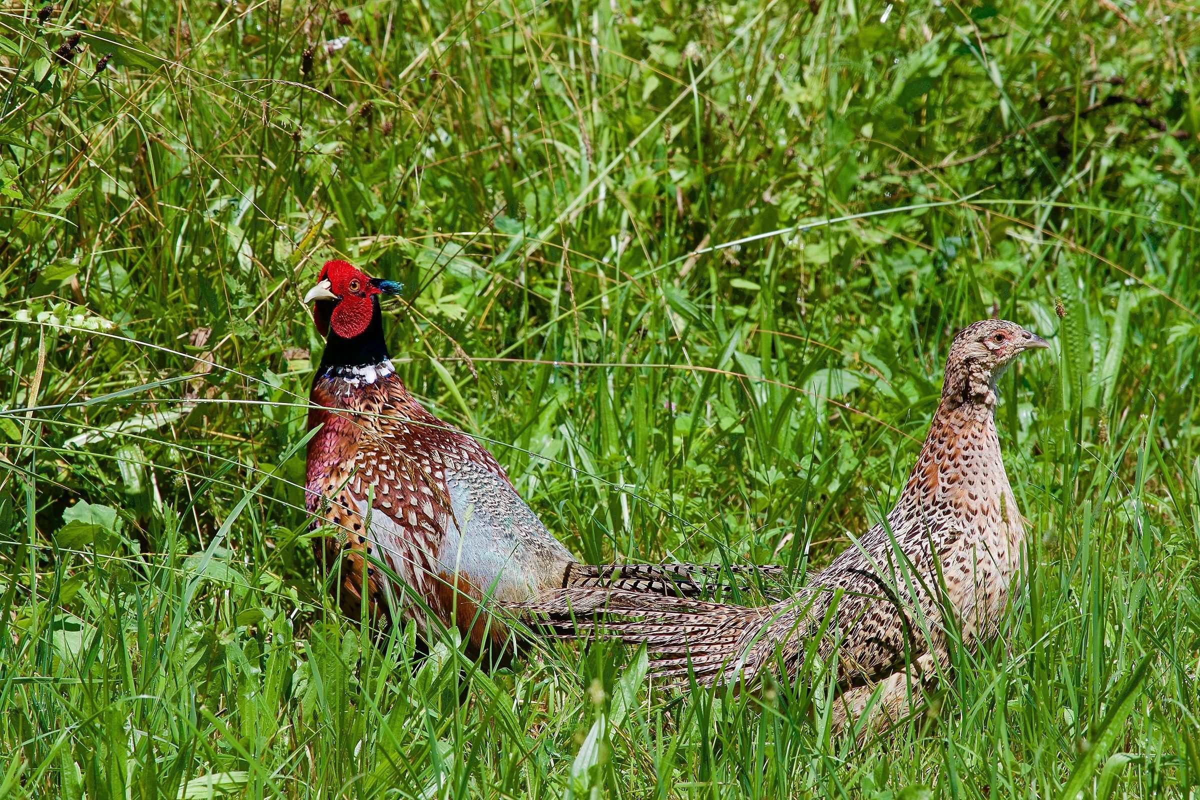 Pheasants in love