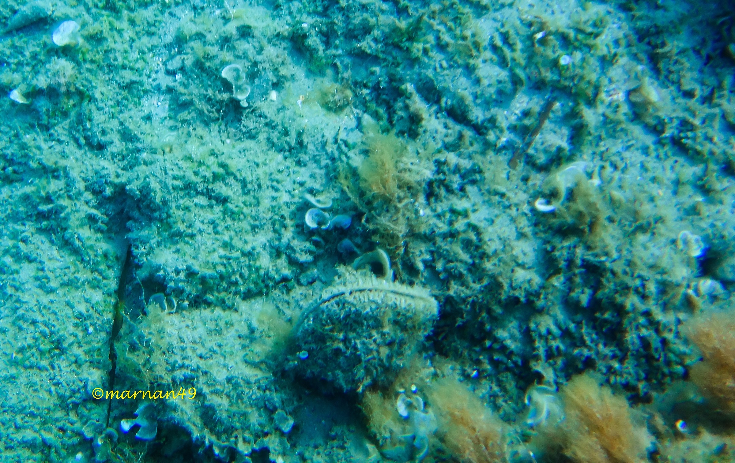 Pinna nobilis viva 3