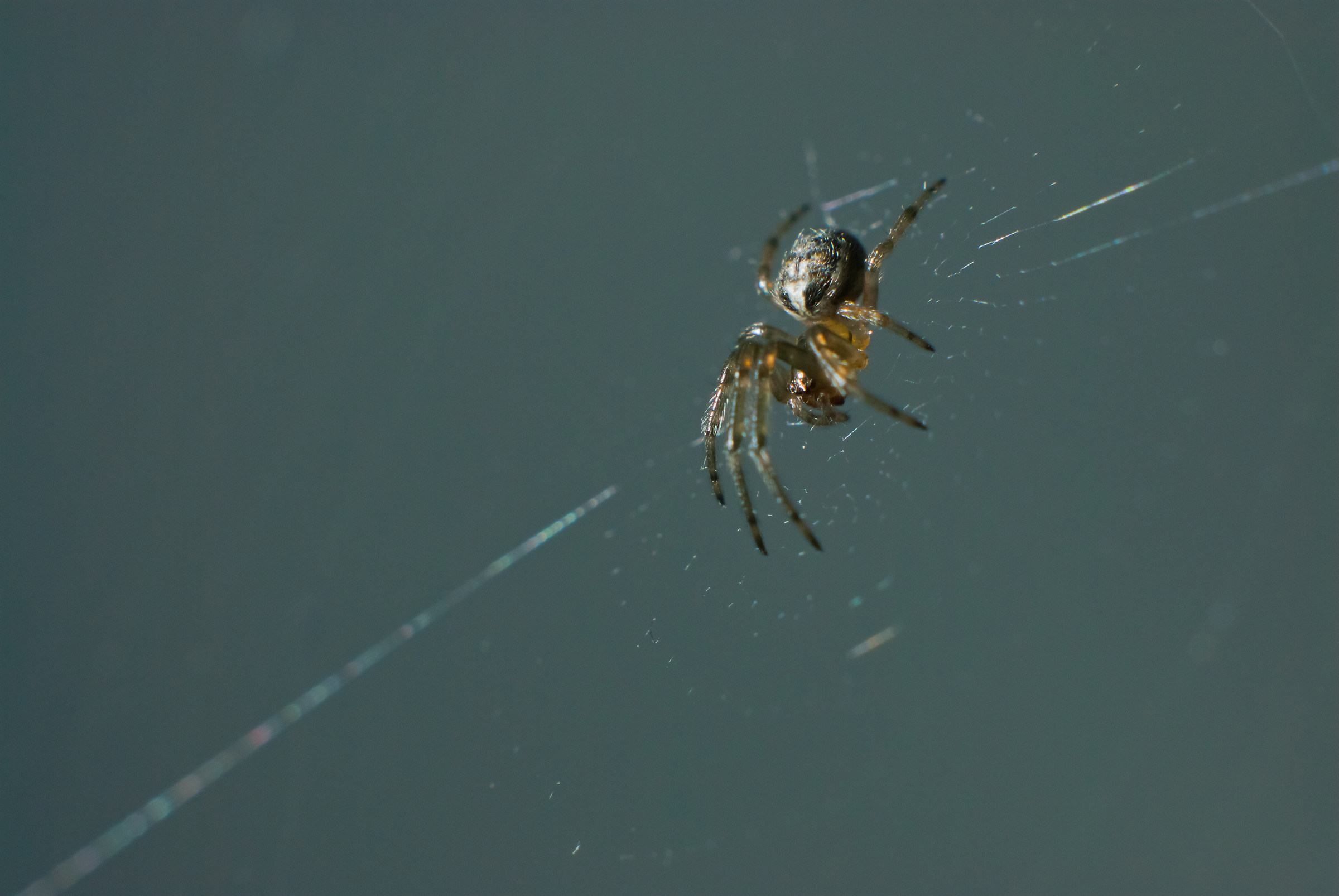 Ragno nella finestra Van