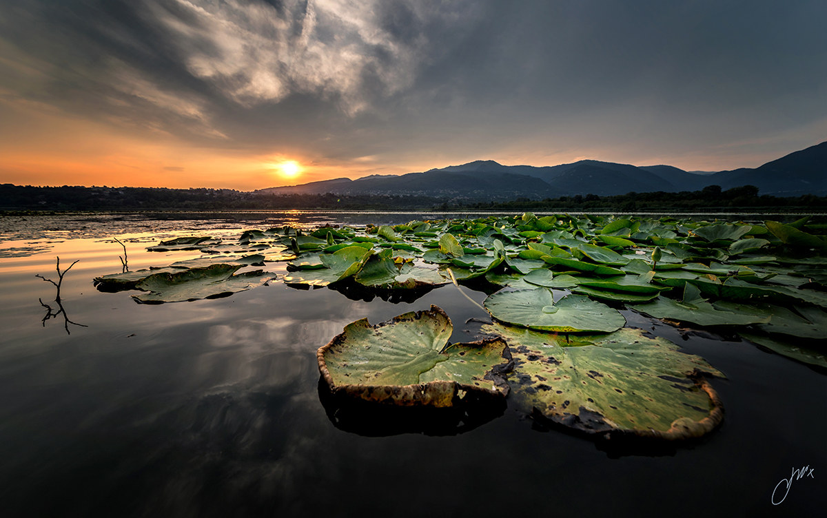 water lilies at sunset