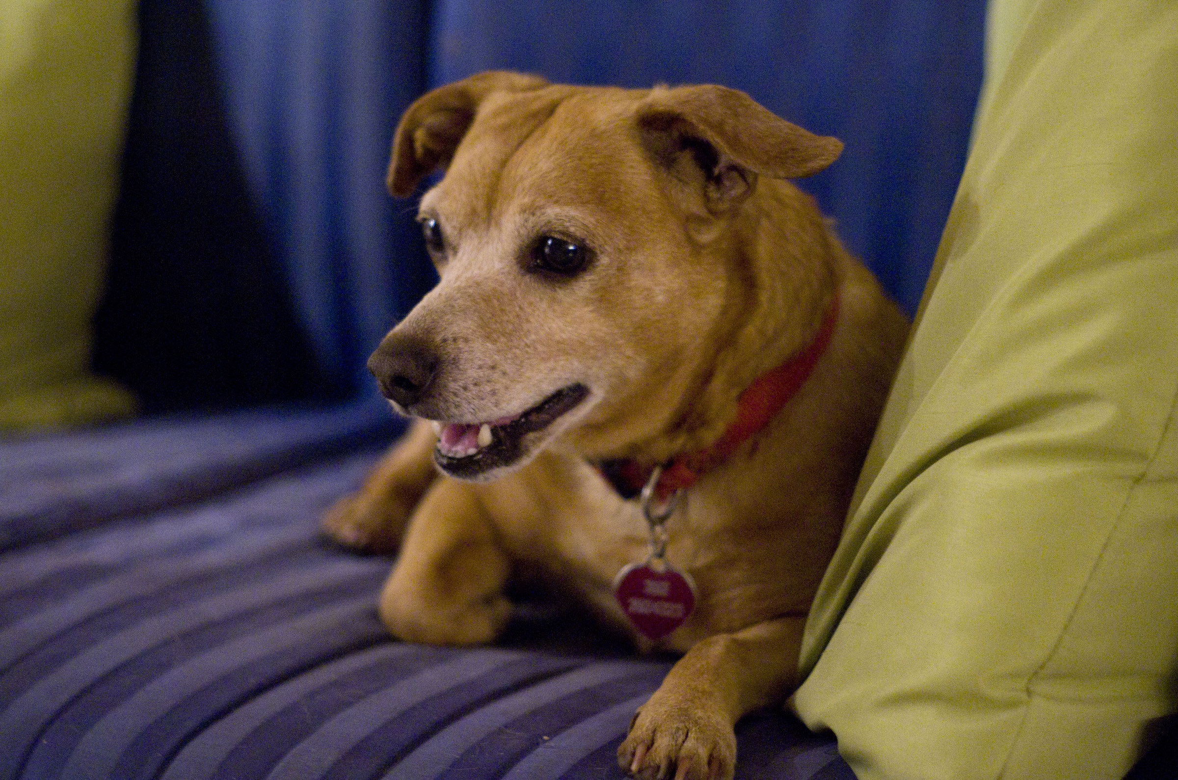 Small Rex, Little Big Friend